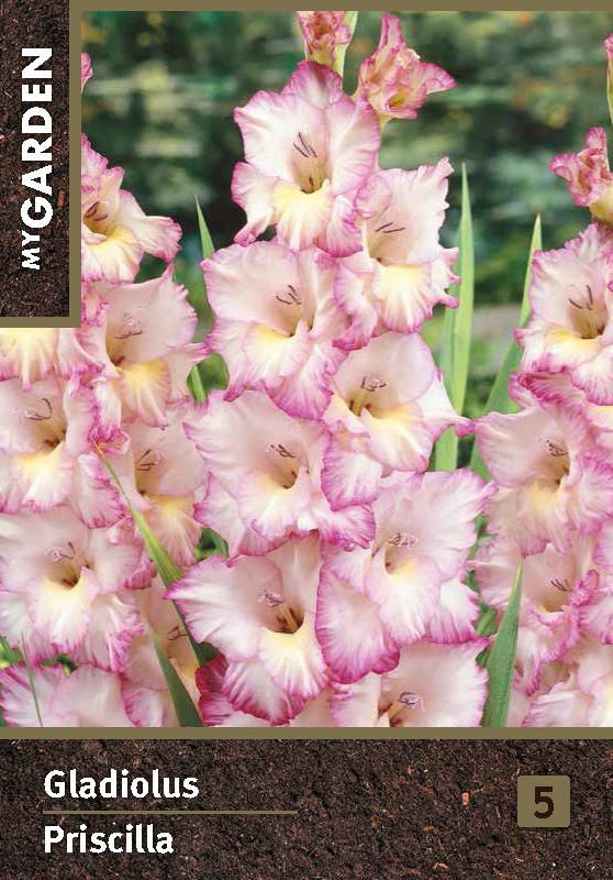 Гладиолус крупноцветковый Присцилла